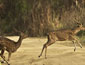/images/Hotel_image/Bandhavgarh/King's Lodge/Hotel Level/85x65/Wildlife-King's-Lodge,-Bandhavgarh-National-Park.jpg